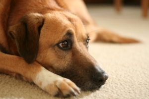 Недержание мочи у собак: симптомы, диагностика, лечение