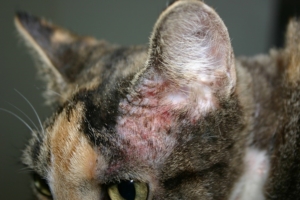 Атопический дерматит у кошек и котов