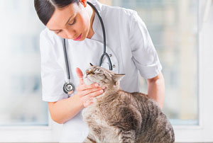 Осмотр кошки на атопический дерматит