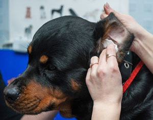 Правила чистки ушей у собак
